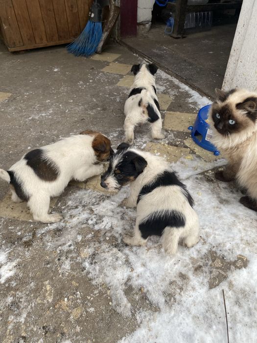 Фокси шукають господарів