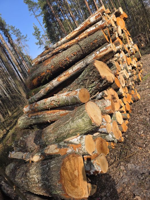 Brzoza, Olcha, Dąb, Akacja, Sosna 2.5m