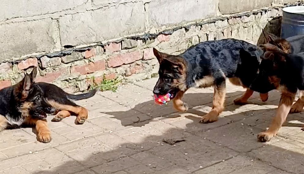 Три роскошные девочки из питомника.