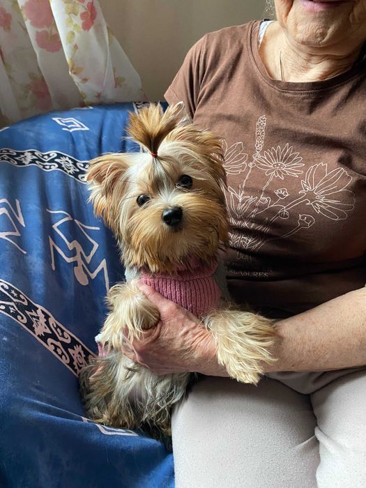 Ocean Pearl Yorkshire Terrier Piesek