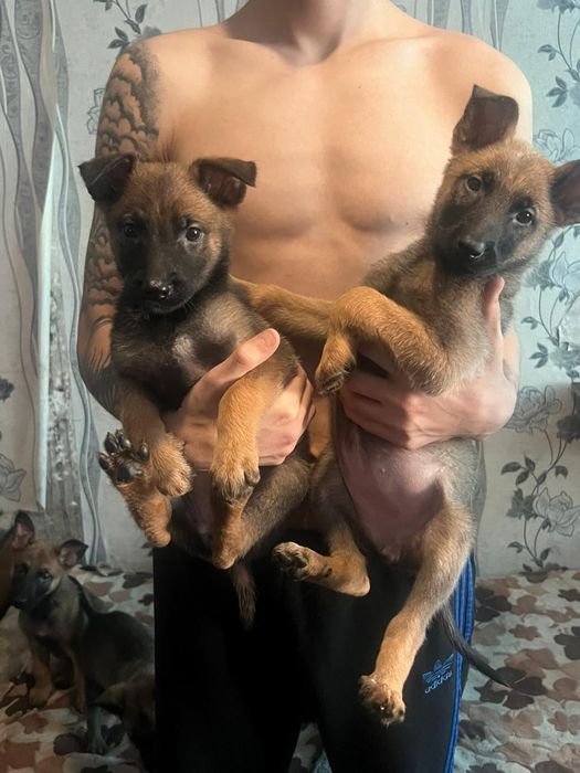 Малыши бельгийской овчарки