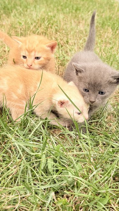 Котики безкоштовно