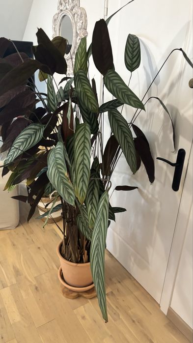 Duża roślina  Ctenanthe setosa 'Grey Star', ponad 160cm, odbior osobisty .