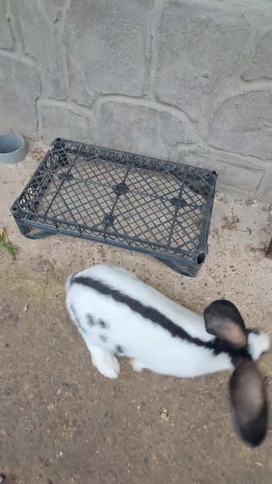 Чистокровні.строкачі