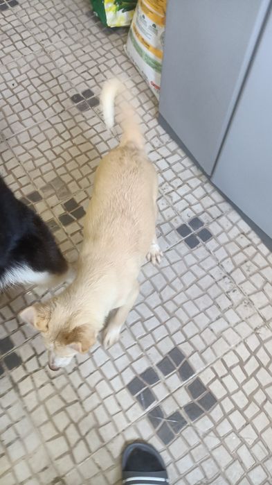 Cachorros brancos e lindos