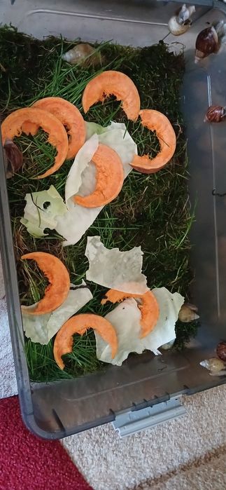 Равлики Ахатини малюки