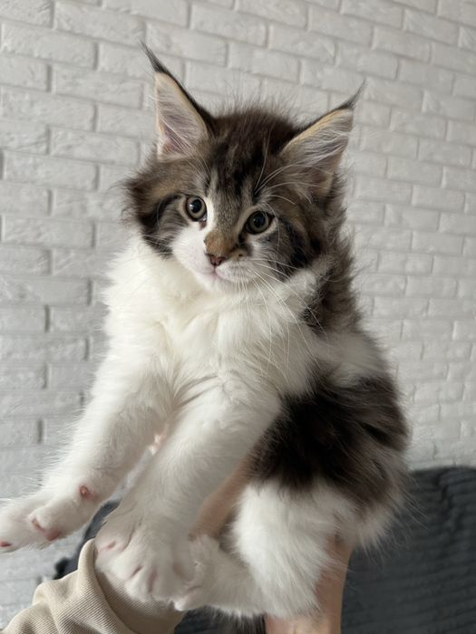 Хлопчик Мейн кун