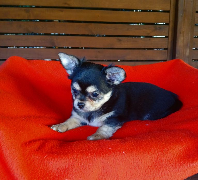 Piękny piesek chihuahua długowłosy