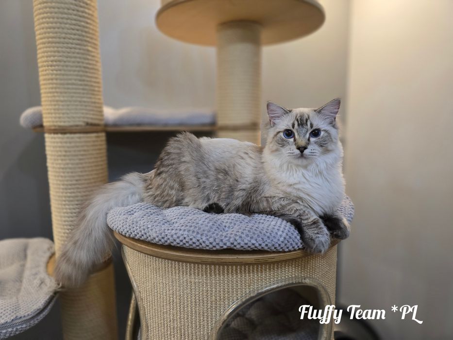 Kocurek Ragdoll Harley