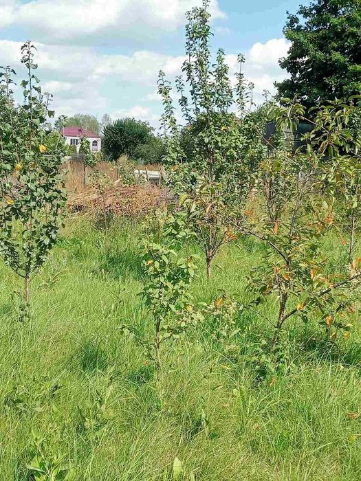 Ділянка під житлову забудову Сонячне