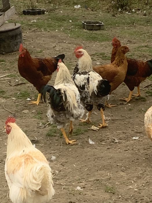 Індики,індокачки ваговики німецькі живі і є м‘ясо ( тушки)