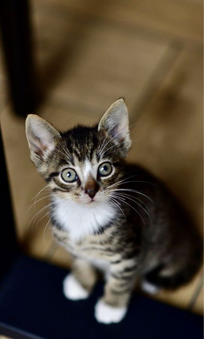 2 miesięczne koty do adopcji