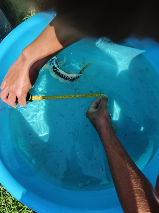 Carpa de veu Ki Shusui