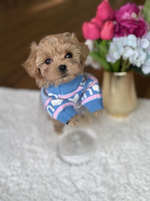 Наймиліші мальтипу