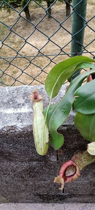 Plantas carnivoras Nepenthes