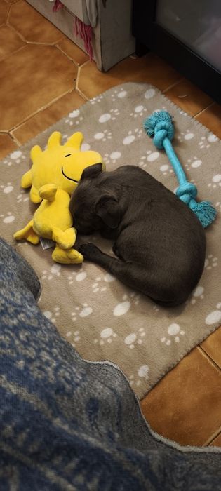 Cão para adoção cinza