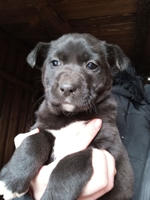 Вакцинированый щенок+бесплатная стерилизация