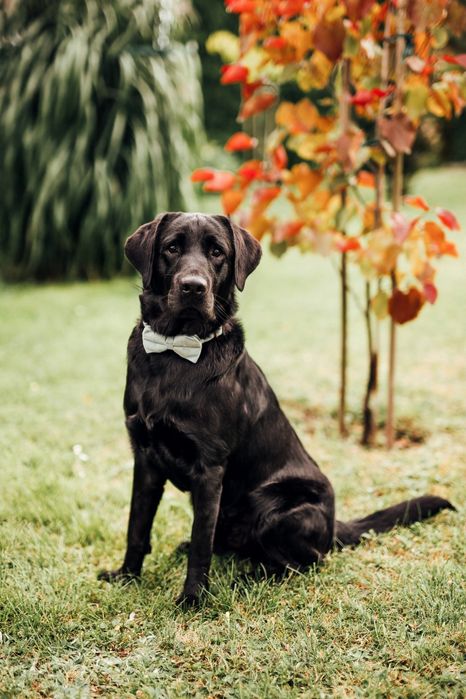 Roczny Labrador do adopcji