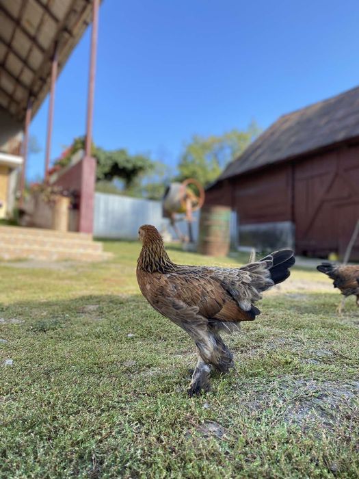 Карликові кури,парочка