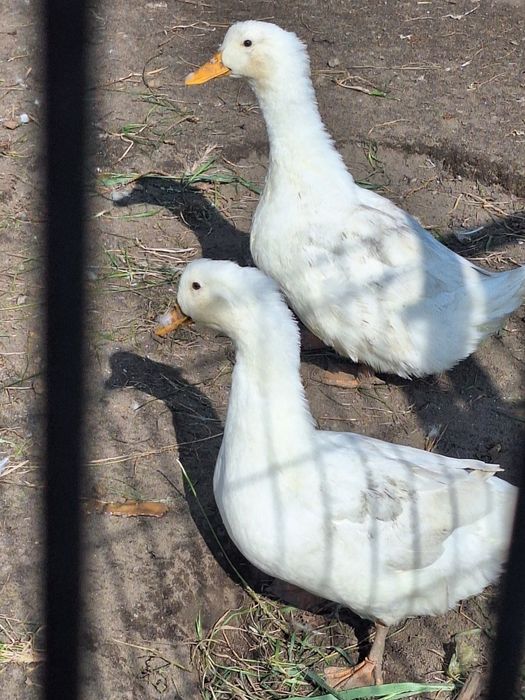 Kaczki pekin,biegus,staropolska, dworka,pizmowa ruanska kho.