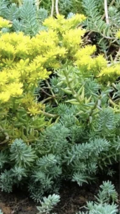 Грунтопокривні різних сортів