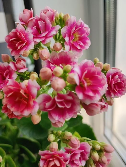 Каланхое різних кольорів пропоную