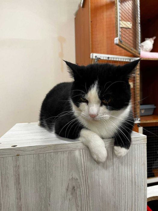 Красавец Валли ищет дом