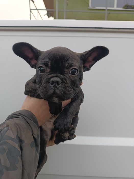 Розумні,милі,найкращі,здорові!,французятка