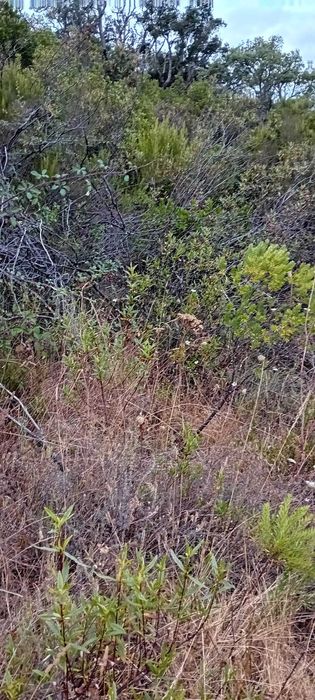 Terreno Agrícola de 24.000 m² com Nascente — Fitos, Santana da Serra