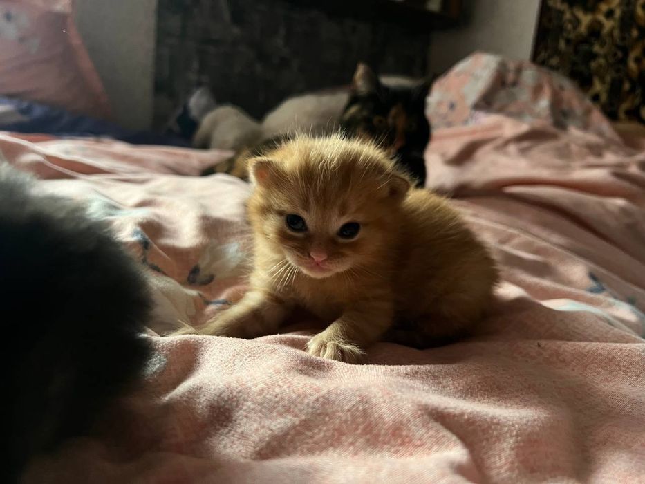 отдам котят в добрые руки