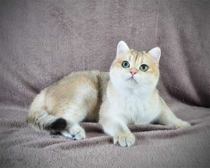 Золотая британская девочка