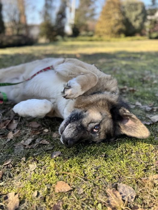 Bajla … tyle straconych lat. Ratunku! Adoptuj