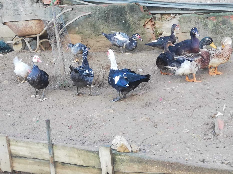 Patos mudos e rouen, caseiros e de boa raça