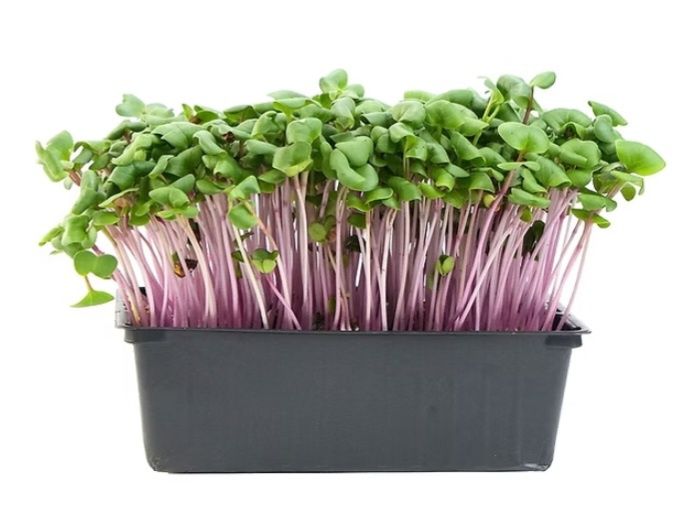 Sementes microgreens