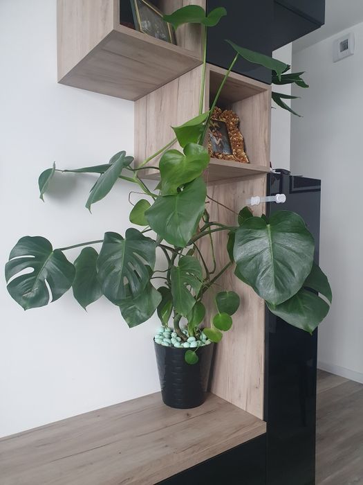 Piękna i zdrowa monstera