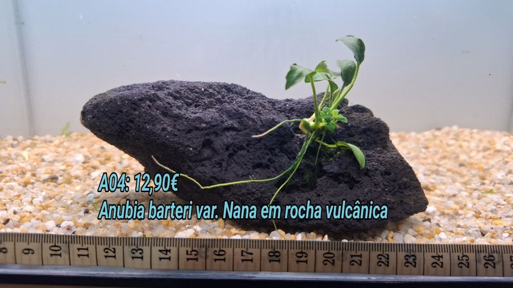 Anubia em rocha vulcânica e Tronco . (Aquário Plantas)