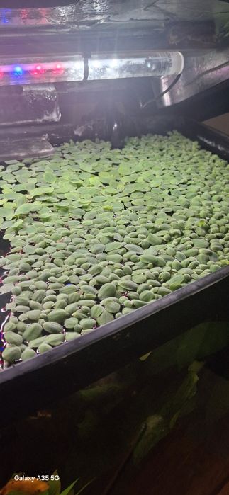 Roślina pływająca