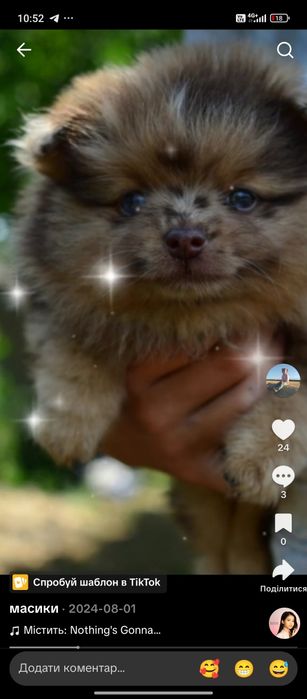 Хлопчик німецький шпіц