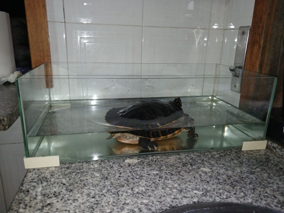 Tartaruga e aquário para venda