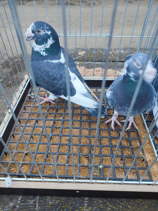 Gołębie staropolskie