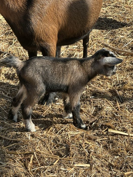 Cabrito anao bebe macho
