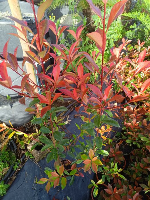 Photinia/ fotinia para jardim