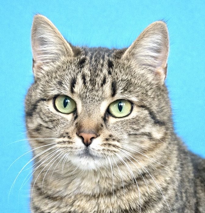 Табби серая кошечка 1г ласковая добрая  кішечка