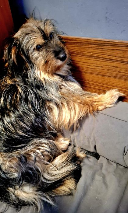 Fruzia 2 lata, 9 kg,  włos, adopcja