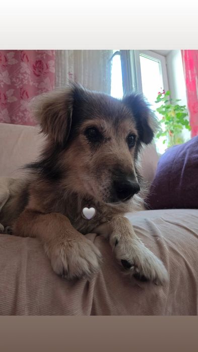 Пес собака коргі-подібний шукає дім родину на доживання старенький  ос