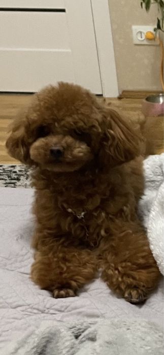 Той Пудель , тікап, запрошує на побачення