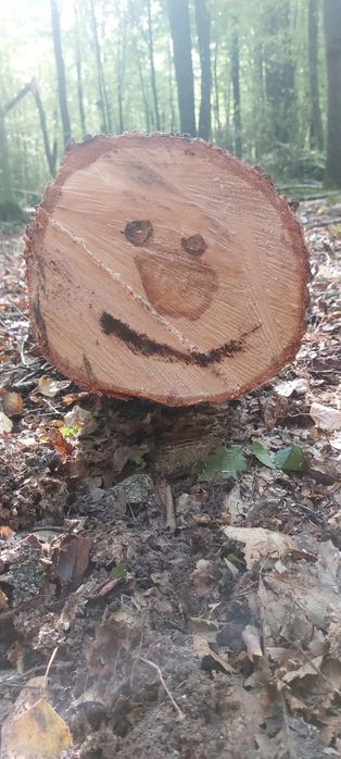 Drewno do palenia, liściaste gatunki