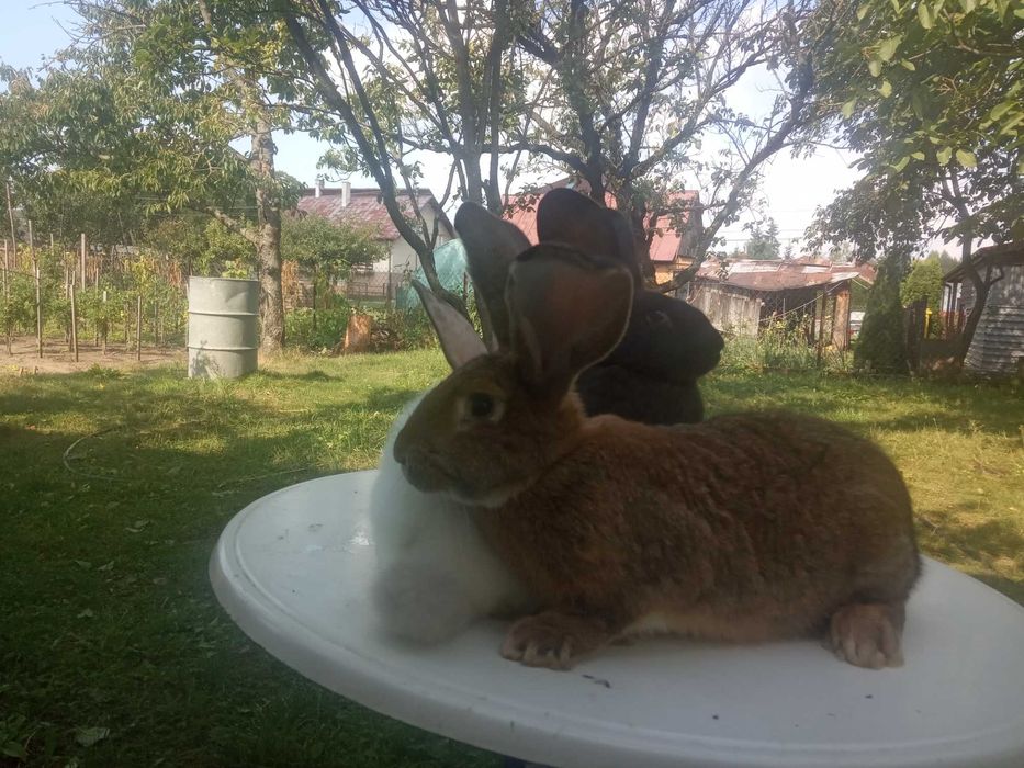 Mam do sprzedania króliki samce i samiczki