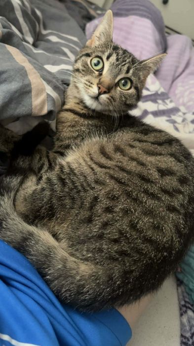 Koteczka do adopcji