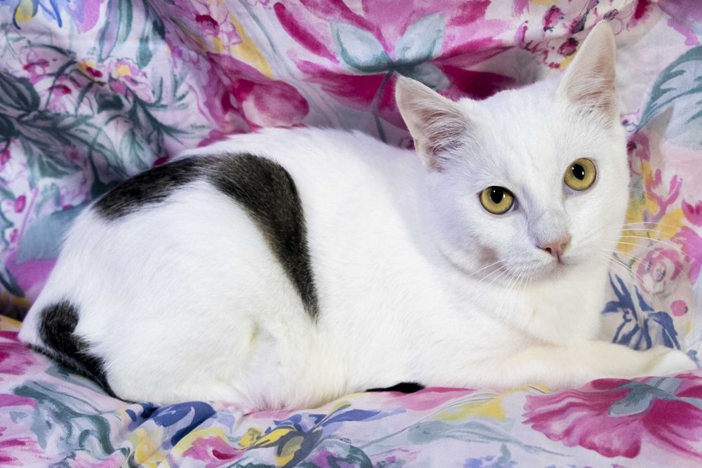 Котик Лоран в пошуках дому. Сумує в клітці.Стерилізований,вакцинований